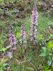 Pedicularis rostratospicata