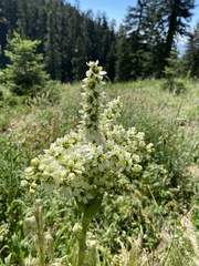 Veratrum californicum