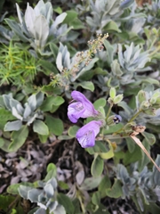 Salvia officinalis