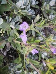 Salvia officinalis