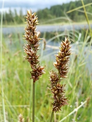 Carex diandra