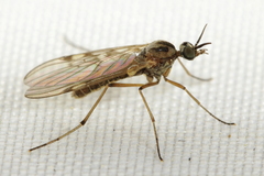 Sylvicola punctatus