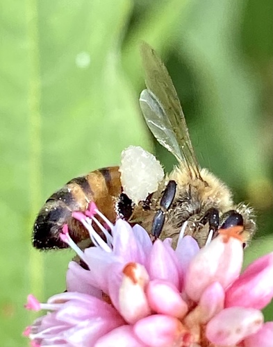 iNaturalist observation photo of Western Honey Bee