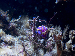 Felimida macfarlandi