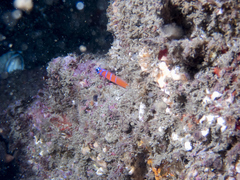 Lythrypnus dalli