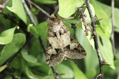 Melipotis agrotoides