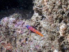 Lythrypnus dalli