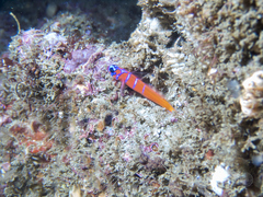 Lythrypnus dalli