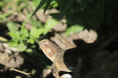 Sceloporus edbelli