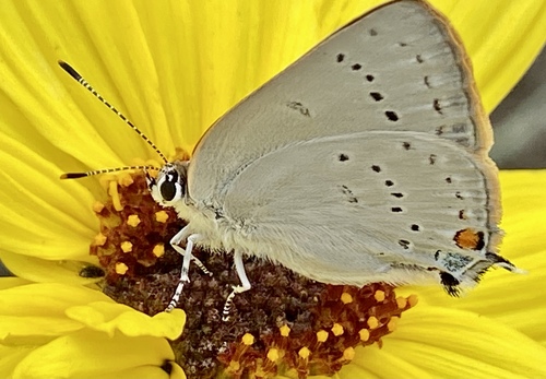 iNaturalist observation photo of Dryope Hairstreak