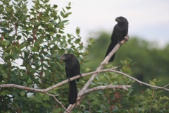 Crotophaga ani