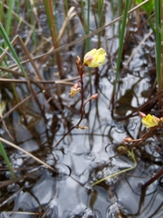 Utricularia minor