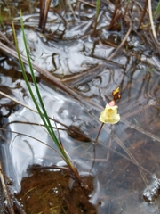 Utricularia minor