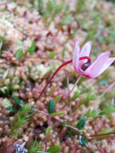 small bog cranberry