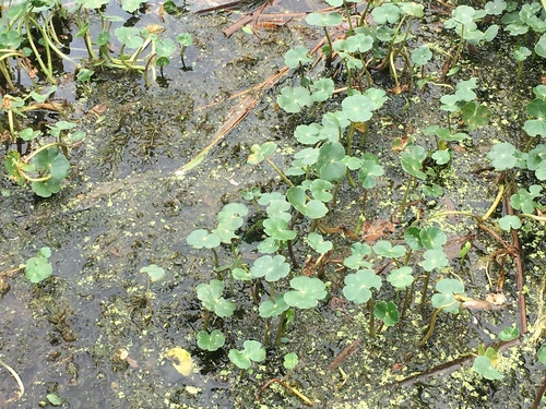 Hydrocotyle ranunculoides image