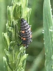 Coccinella septempunctata
