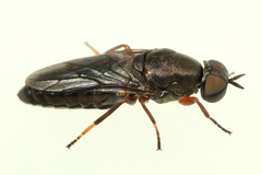 Scenopinus fenestralis