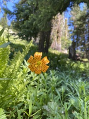 Lilium pardalinum wigginsii