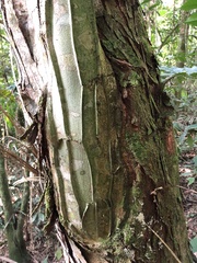 Piptadenia gonoacantha