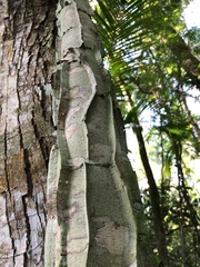 Piptadenia gonoacantha