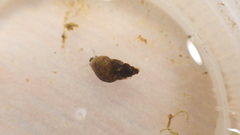 Potamopyrgus antipodarum