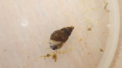 Potamopyrgus antipodarum