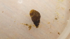 Potamopyrgus antipodarum