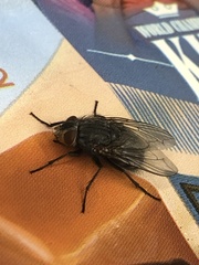 Calliphora vicina