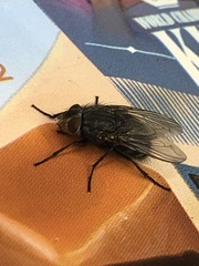 Calliphora vicina