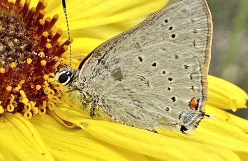 iNaturalist observation photo of Dryope Hairstreak