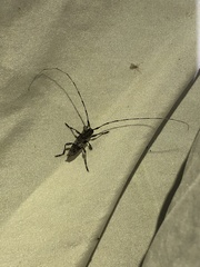 Acanthocinus griseus