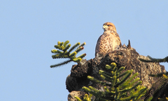 Parabuteo unicinctus