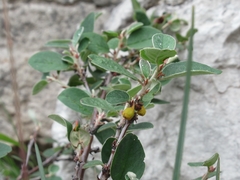 Cotoneaster cambricus