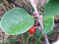 Cotoneaster cambricus
