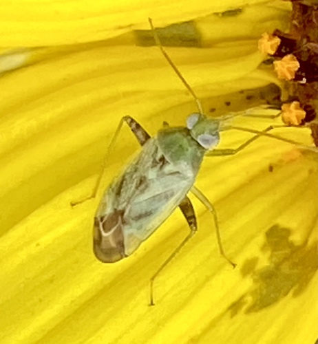 iNaturalist observation photo of Broken-backed Bug