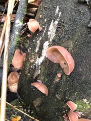 Fungi