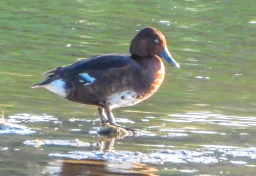 Avistamiento Porrón pardo (Reserva Natural Cantillana)