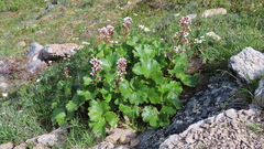 Boykinia richardsonii