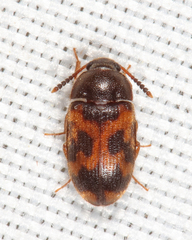 Mycetophagus flexuosus