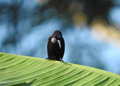 Chalcomitra rubescens