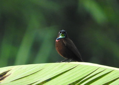 Chalcomitra rubescens