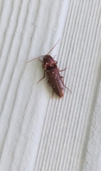 Diplostethus carolinensis