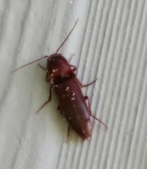 Diplostethus carolinensis
