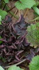 Lamium purpureum