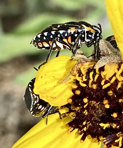 iNaturalist observation photo of Harlequin Bug