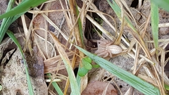 Micrommata