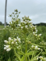 Napaea dioica