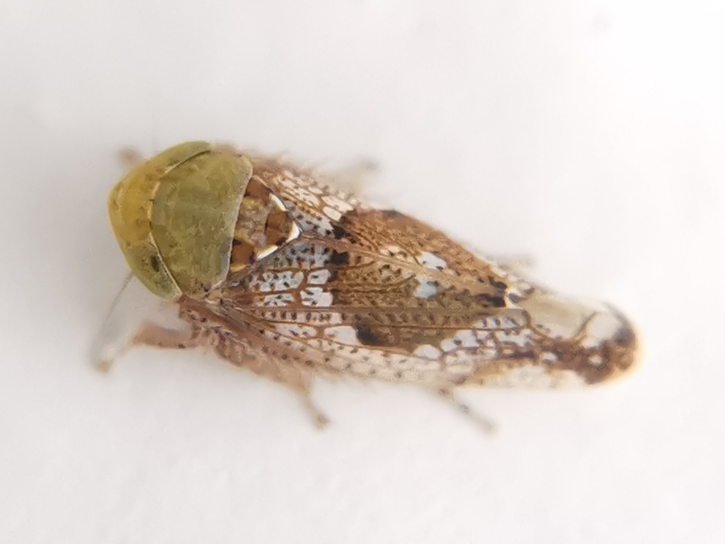 Hishimonus diffractus