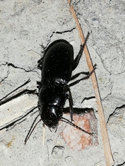 Acinopus megacephalus