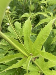 Napaea dioica